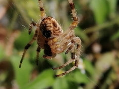 Araneus