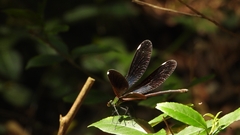 Matrona basilaris