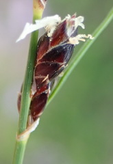 Ficinia secunda