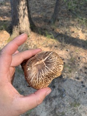 Tricholoma