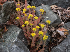 Petrosedum