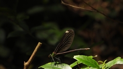 Matrona basilaris
