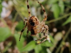 Araneus