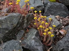 Petrosedum