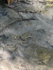 Rana boylii