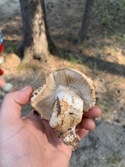 Tricholoma