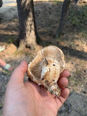Tricholoma