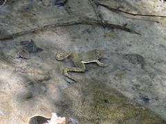 Rana boylii