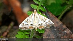 Agrioglypta itysalis