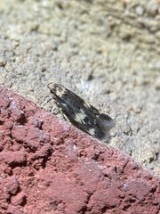 Oegoconia novimundi
