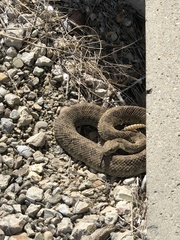 Crotalus viridis
