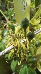 Justicia brasiliana