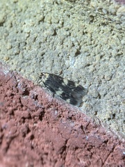 Oegoconia novimundi