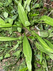 Plantago