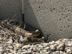 Crotalus viridis