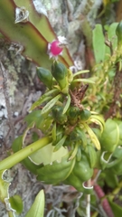Justicia brasiliana
