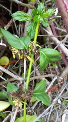 Justicia brasiliana