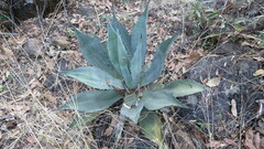 Agave shrevei