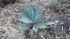 Agave shrevei