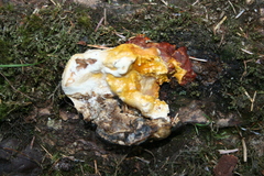 Ganoderma oregonense