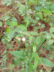 Symphoricarpos microphyllus