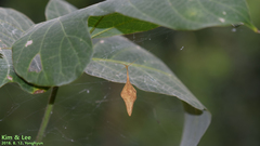 Cyrtarachne inaequalis