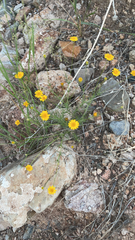 Thymophylla pentachaeta