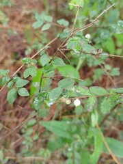 Symphoricarpos microphyllus