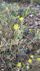Mentzelia multiflora