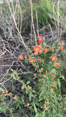 Sphaeralcea fendleri