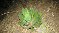 Agave bovicornuta