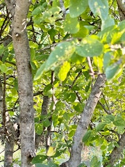 Celtis reticulata