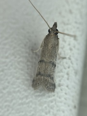 Phycitini