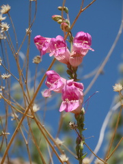 Penstemon palmeri