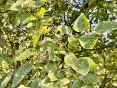 Celtis reticulata