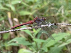 Sympetrum rubicundulum