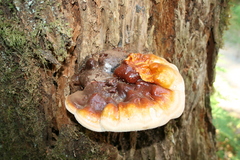 Ganoderma oregonense