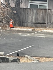 Corvus brachyrhynchos