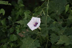 Datura discolor