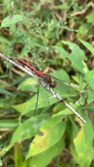 Sympetrum rubicundulum