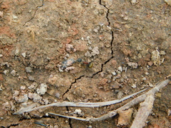 Camponotus rubrithorax