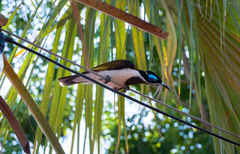 Entomyzon cyanotis
