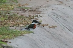 Chloroceryle americana