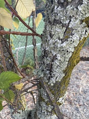 Parmelioideae