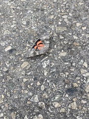 Catocala semirelicta