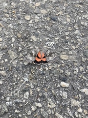 Catocala semirelicta