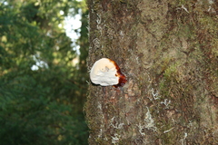 Ganoderma oregonense