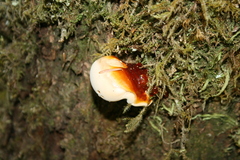 Ganoderma oregonense