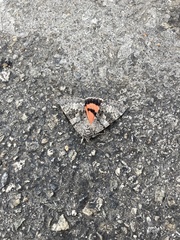 Catocala semirelicta