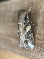 Spodoptera frugiperda